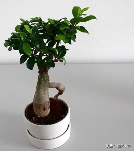 十大最佳盆景树,你喜欢哪一种? 十大最佳盆景树,你喜欢哪一种?