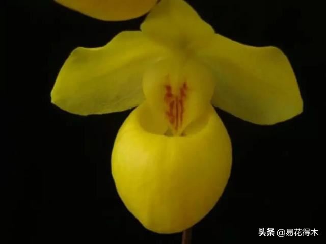 国家Ⅰ级濒危珍稀植物|杏黄兜兰的鉴赏及保护现状 国家Ⅰ级濒危珍稀植物|杏黄兜兰的鉴赏及保护现状