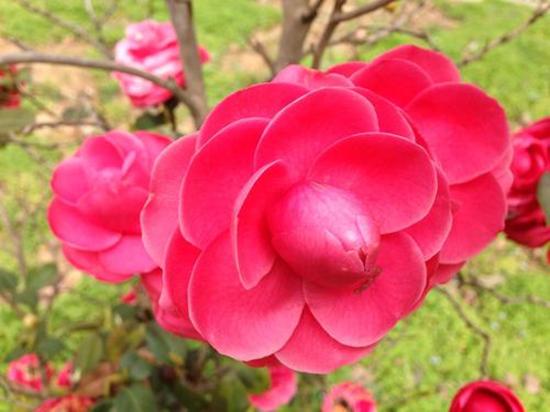 打造一盆专属茶花盆景,装饰性强独一无二,开花有个性 打造一盆专属茶花盆景,装饰性强独一无二,开花有个性