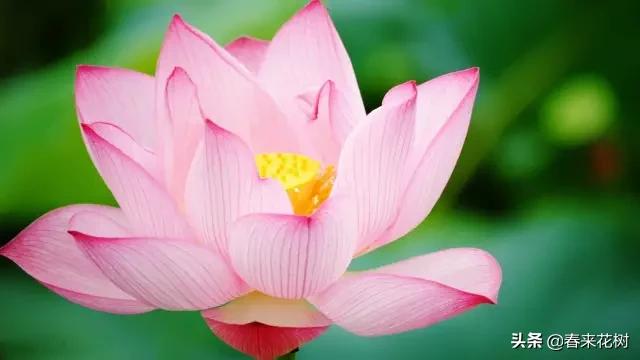 春暖花开,数百种开花植物图谱,你最喜欢哪些呢? 春暖花开,数百种开花植物图谱,你最喜欢哪些呢?