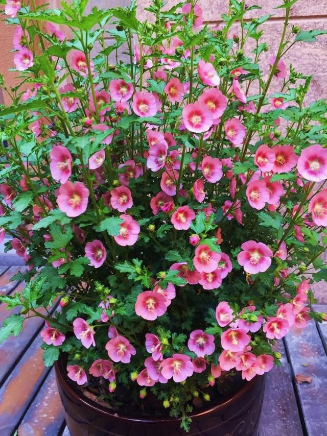 小木槿,装饰花园必备的一款植物,这样养,度夏不难 小木槿,装饰花园必备的一款植物,这样养,度夏不难