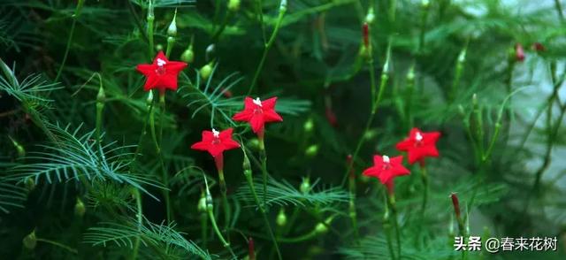 有些植物,一旦爬上了墙,就成了花海 有些植物,一旦爬上了墙,就成了花海