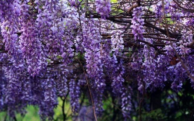 适合庭院栽的2种树,春天开花太美,变成美丽小花园 适合庭院栽的2种树,春天开花太美,变成美丽小花园