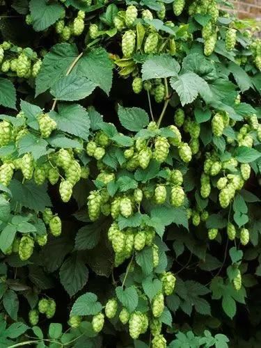 这些爬藤植物不仅可以乘凉,长成拱门也如此绝美! 这些爬藤植物不仅可以乘凉,长成拱门也如此绝美!