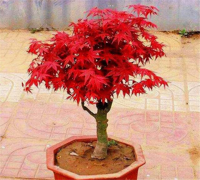 如何把盆栽红枫打造成精美盆景？做好这6点，叶子火红，枝条优雅