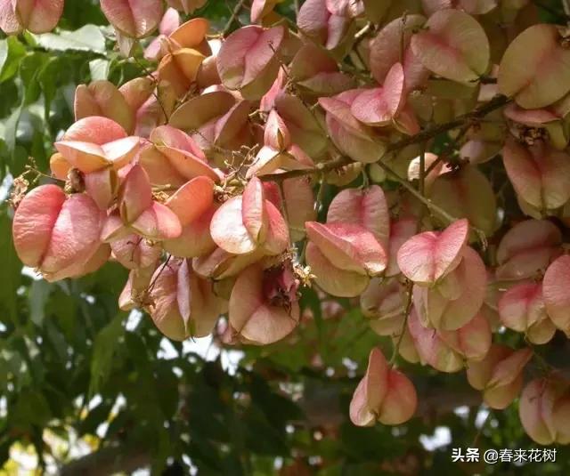 春暖花开,数百种开花植物图谱,你最喜欢哪些呢? 春暖花开,数百种开花植物图谱,你最喜欢哪些呢?