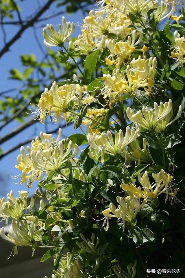 有些植物,一旦爬上了墙,就成了花海 有些植物,一旦爬上了墙,就成了花海