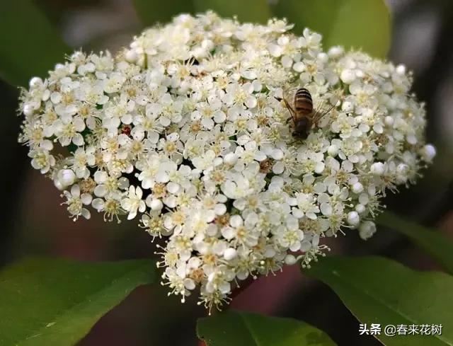 春暖花开,数百种开花植物图谱,你最喜欢哪些呢? 春暖花开,数百种开花植物图谱,你最喜欢哪些呢?