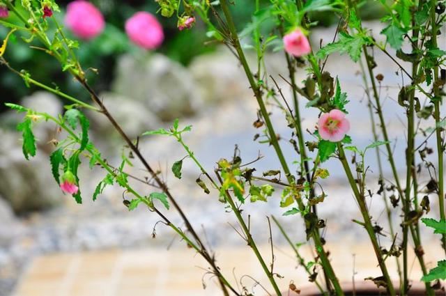 小木槿,装饰花园必备的一款植物,这样养,度夏不难 小木槿,装饰花园必备的一款植物,这样养,度夏不难