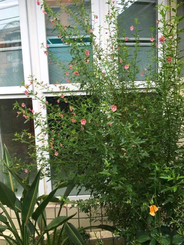 小木槿,装饰花园必备的一款植物,这样养,度夏不难 小木槿,装饰花园必备的一款植物,这样养,度夏不难