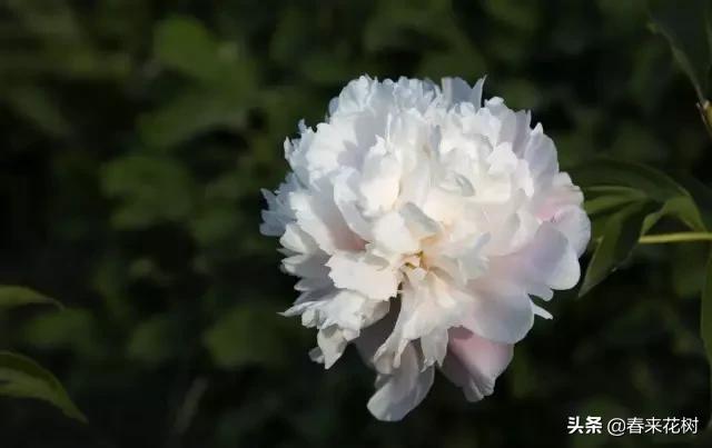 春暖花开,数百种开花植物图谱,你最喜欢哪些呢? 春暖花开,数百种开花植物图谱,你最喜欢哪些呢?