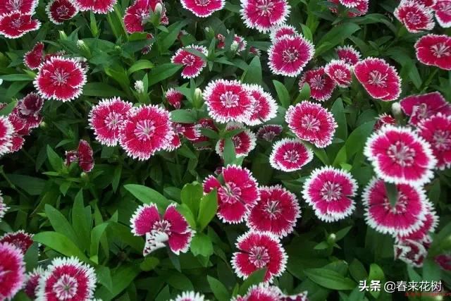 春暖花开,数百种开花植物图谱,你最喜欢哪些呢? 春暖花开,数百种开花植物图谱,你最喜欢哪些呢?