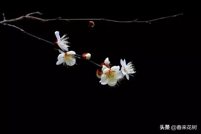 春暖花开,数百种开花植物图谱,你最喜欢哪些呢? 春暖花开,数百种开花植物图谱,你最喜欢哪些呢?