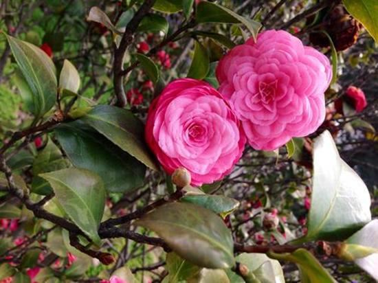 打造一盆专属茶花盆景,装饰性强独一无二,开花有个性 打造一盆专属茶花盆景,装饰性强独一无二,开花有个性