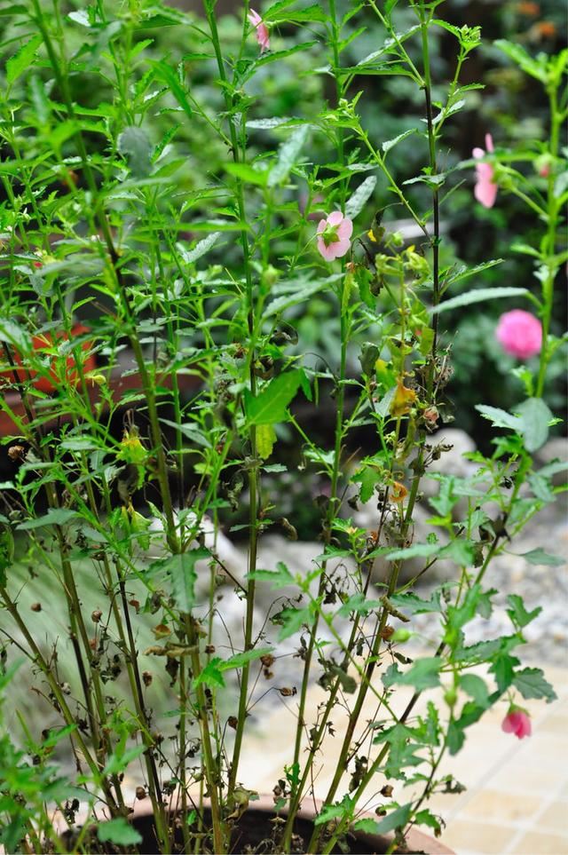 小木槿,装饰花园必备的一款植物,这样养,度夏不难 小木槿,装饰花园必备的一款植物,这样养,度夏不难