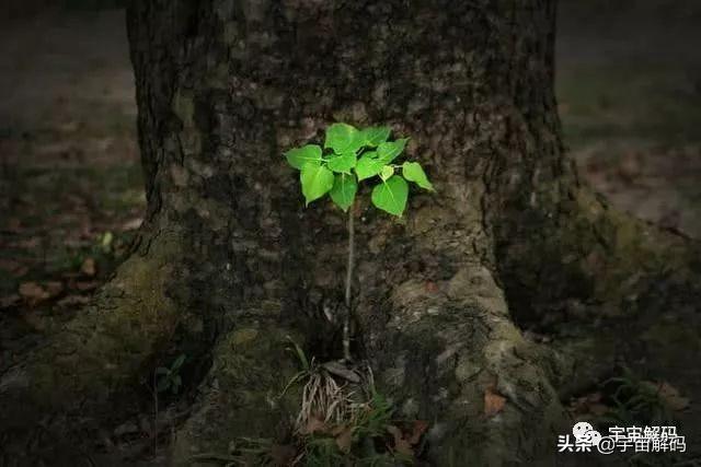 关于树木的13个秘密你知道多少? 关于树木的13个秘密你知道多少?