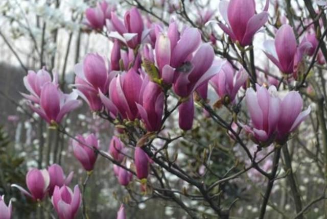 适合庭院栽的2种树,春天开花太美,变成美丽小花园 适合庭院栽的2种树,春天开花太美,变成美丽小花园