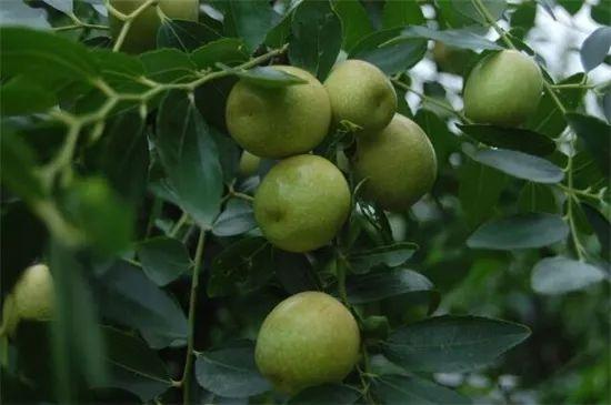 有寓意的树的名字大全，盘点十种有着超好寓意的植株！