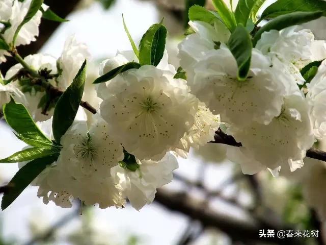 春暖花开,数百种开花植物图谱,你最喜欢哪些呢? 春暖花开,数百种开花植物图谱,你最喜欢哪些呢?