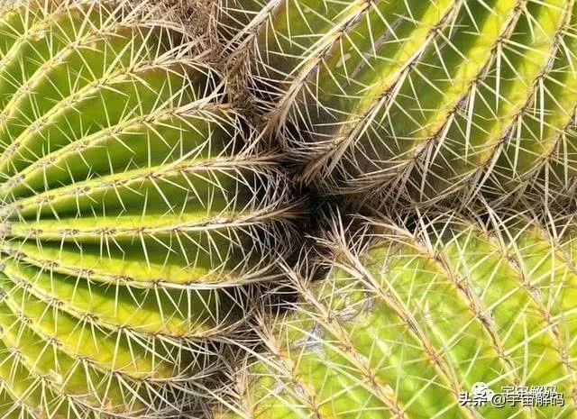 关于树木的13个秘密你知道多少? 关于树木的13个秘密你知道多少?