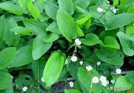 春暖花开,数百种开花植物图谱,你最喜欢哪些呢? 春暖花开,数百种开花植物图谱,你最喜欢哪些呢?