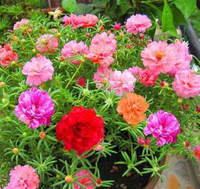 如何快速打造一个漂亮的小花园 如何快速打造一个漂亮的小花园