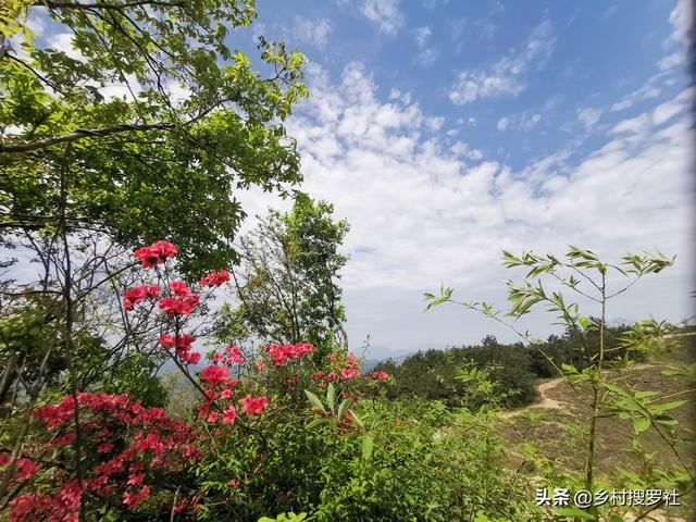映山红种不活？这5个诀窍告诉你，再老的桩都能生根