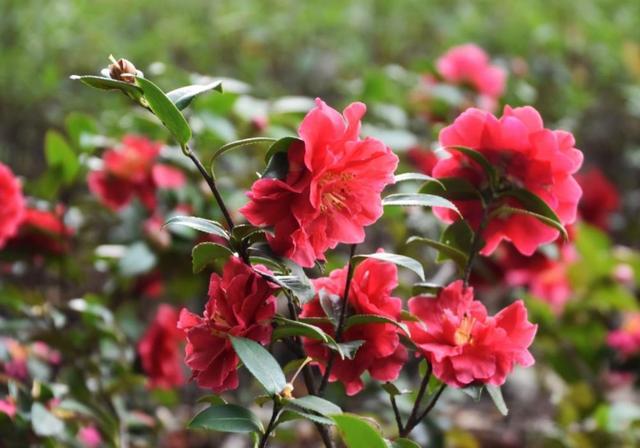 茶梅是茶花和梅花的结合体,过完年就可以种植,还能再开一茬 茶梅是茶花和梅花的结合体,过完年就可以种植,还能再开一茬