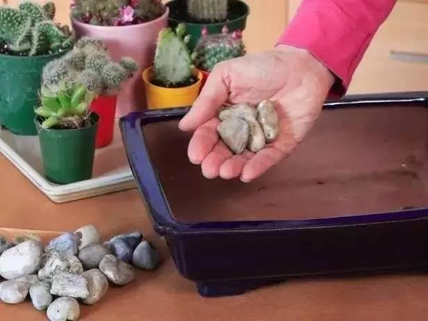 这样搭配花草,美到不要不要的 这样搭配花草,美到不要不要的