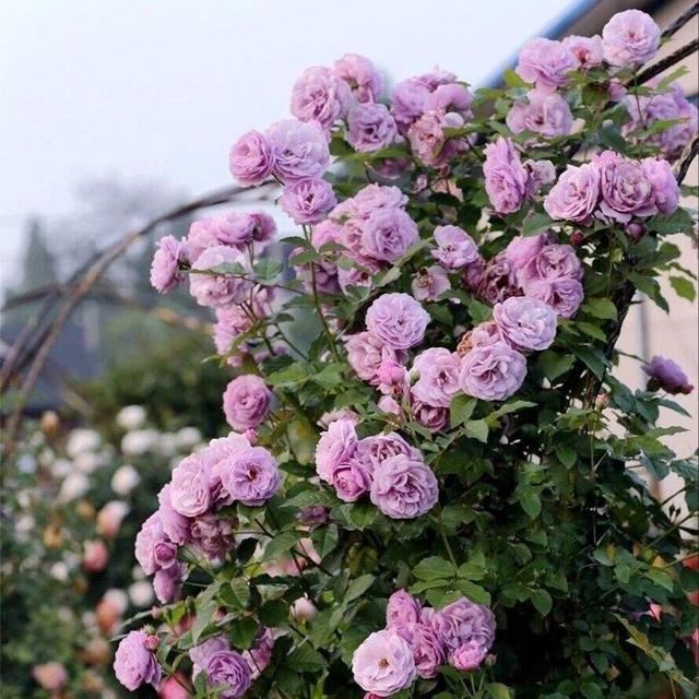 院子里种“3种花”,一棵开上千朵,花香浓郁,花多量大、常开花 院子里种“3种花”,一棵开上千朵,花香浓郁,花多量大、常开花