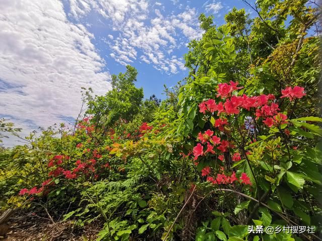 映山红种不活？这5个诀窍告诉你，再老的桩都能生根