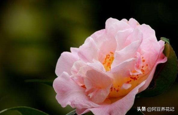 要想“烈香茶花”长得好，掌握“6个”步骤，芳香四溢，颜值超群