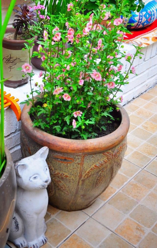 小木槿,装饰花园必备的一款植物,这样养,度夏不难 小木槿,装饰花园必备的一款植物,这样养,度夏不难