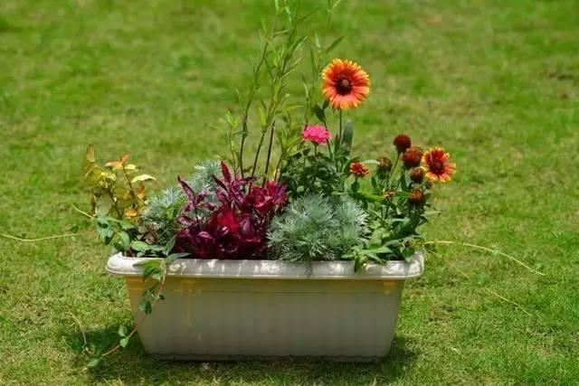 这样搭配花草,美到不要不要的 这样搭配花草,美到不要不要的