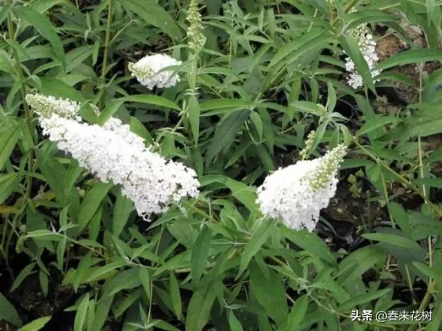 春暖花开,数百种开花植物图谱,你最喜欢哪些呢? 春暖花开,数百种开花植物图谱,你最喜欢哪些呢?