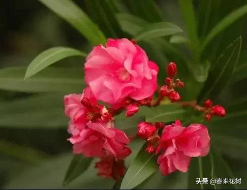 春暖花开,数百种开花植物图谱,你最喜欢哪些呢? 春暖花开,数百种开花植物图谱,你最喜欢哪些呢?