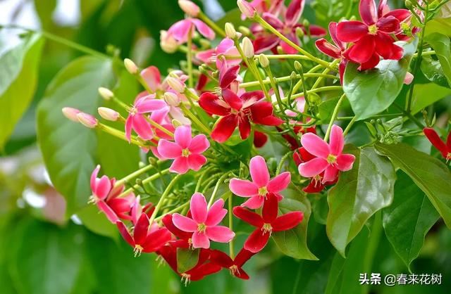 有些植物,一旦爬上了墙,就成了花海 有些植物,一旦爬上了墙,就成了花海