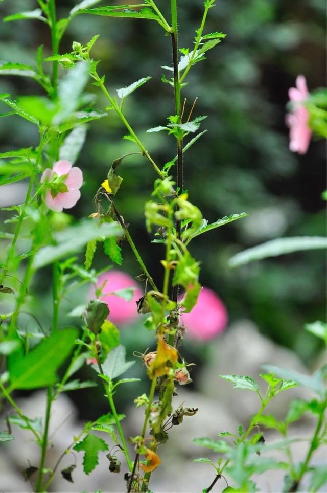 小木槿,装饰花园必备的一款植物,这样养,度夏不难 小木槿,装饰花园必备的一款植物,这样养,度夏不难