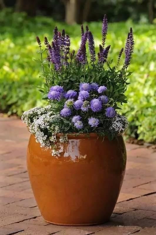 这样搭配花草,美到不要不要的 这样搭配花草,美到不要不要的