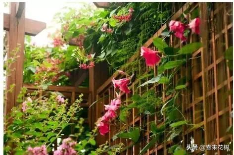 有些植物,一旦爬上了墙,就成了花海 有些植物,一旦爬上了墙,就成了花海