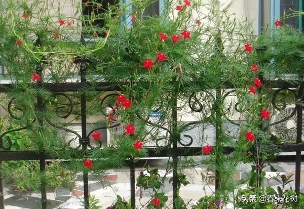 有些植物,一旦爬上了墙,就成了花海 有些植物,一旦爬上了墙,就成了花海