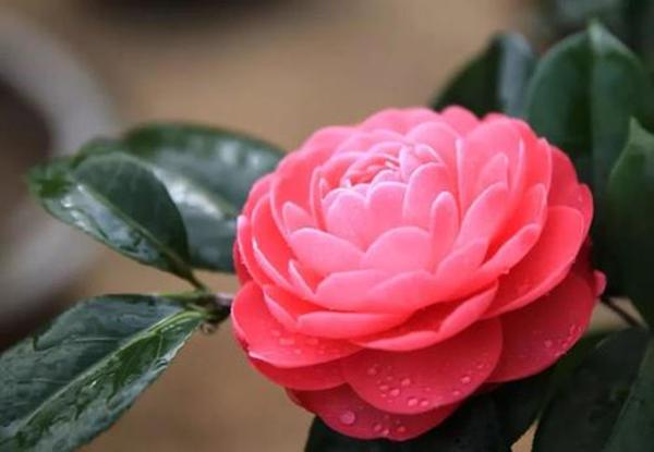打造一盆专属茶花盆景,装饰性强独一无二,开花有个性 打造一盆专属茶花盆景,装饰性强独一无二,开花有个性