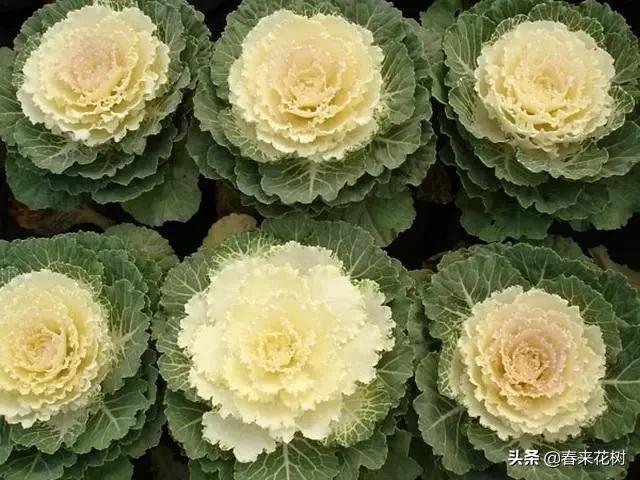 春暖花开,数百种开花植物图谱,你最喜欢哪些呢? 春暖花开,数百种开花植物图谱,你最喜欢哪些呢?