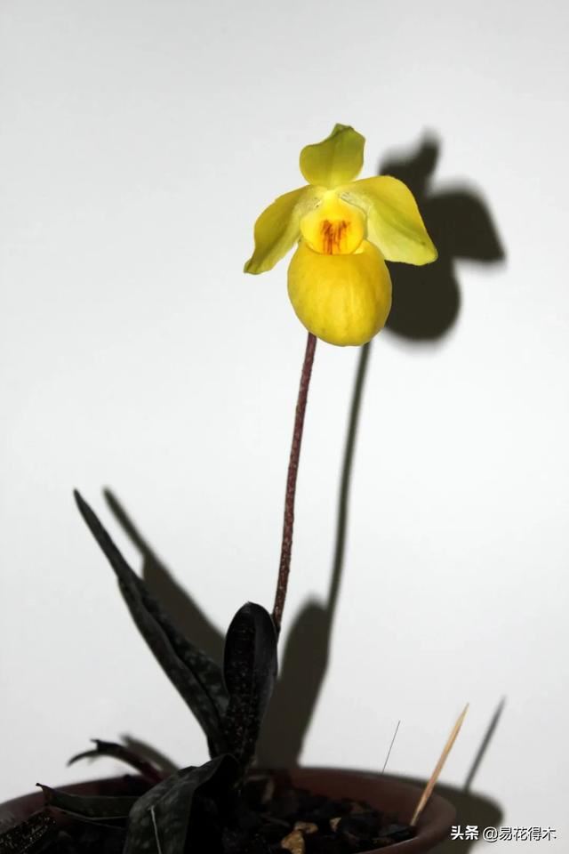 国家Ⅰ级濒危珍稀植物|杏黄兜兰的鉴赏及保护现状 国家Ⅰ级濒危珍稀植物|杏黄兜兰的鉴赏及保护现状