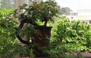 家里非常适合种植的三种“树”