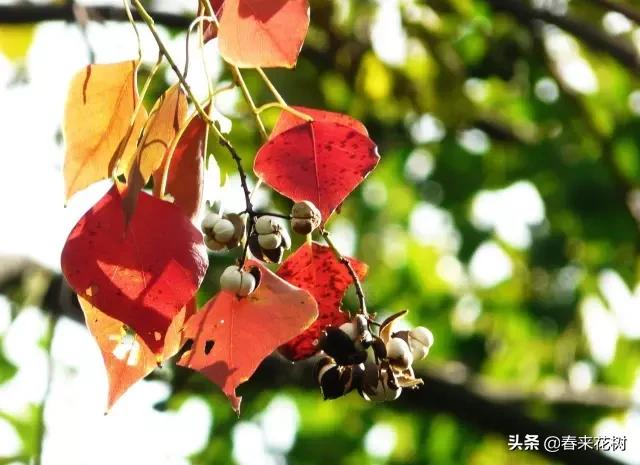 春暖花开,数百种开花植物图谱,你最喜欢哪些呢? 春暖花开,数百种开花植物图谱,你最喜欢哪些呢?