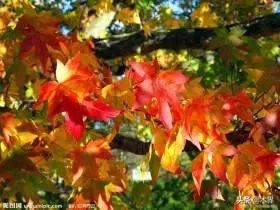 10种最美的树,有的在农村很常见,你认识几种? 10种最美的树,有的在农村很常见,你认识几种?