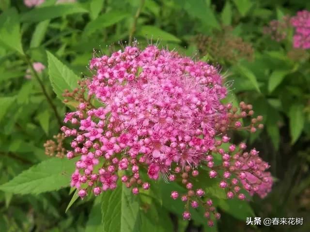 春暖花开,数百种开花植物图谱,你最喜欢哪些呢? 春暖花开,数百种开花植物图谱,你最喜欢哪些呢?