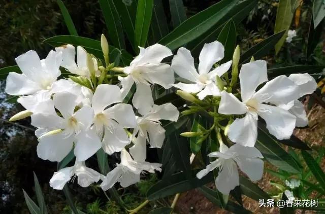 春暖花开,数百种开花植物图谱,你最喜欢哪些呢? 春暖花开,数百种开花植物图谱,你最喜欢哪些呢?