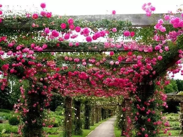 这些爬藤植物不仅可以乘凉,长成拱门也如此绝美! 这些爬藤植物不仅可以乘凉,长成拱门也如此绝美!